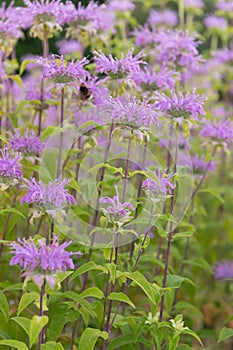 Wild Bergamot, Monarda fistulosa, a sea of pink flowers photo